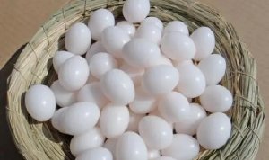 鸽子蛋的营养成分有哪些 鸽子蛋和鸡蛋营养有什么区别