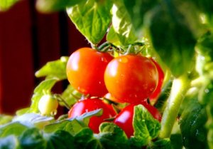 西红柿对糖尿病的危害是什么 糖尿病放心吃六种水果是什么