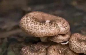 蘑菇是什么 蘑菇的热量有多少