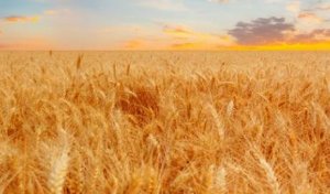 大麦的功效和作用是什么 大麦的注意事项有什么