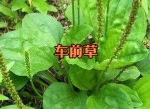 车前草的功效有什么 车前草的营养价值有哪些