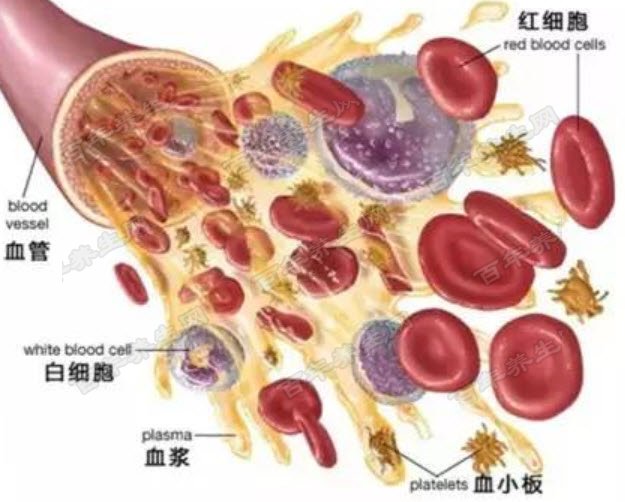 红细胞与血小板