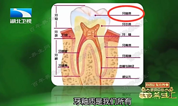 牙齿剖面图