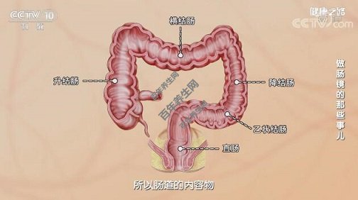 结肠示意图