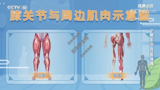 膝关节与周边肌肉示意图