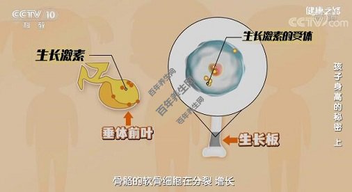 生长激素如何发挥作用