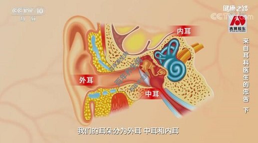 耳朵的结构