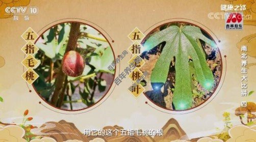 南芪又名五指毛桃