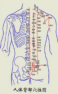 拔罐穴位图的操作方法 人体背部拔罐穴位图(2)