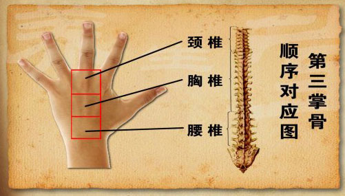 手背的第三掌骨对应的是人体的脊椎