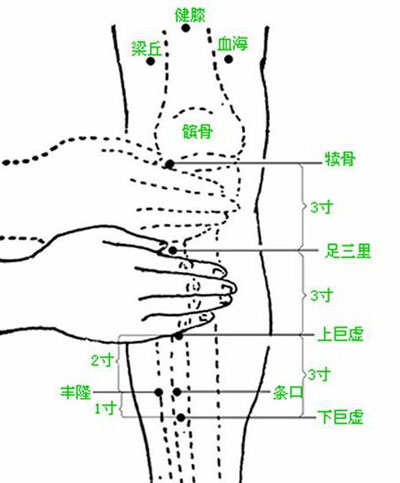 足三里是足阳明胃经上的一个合穴