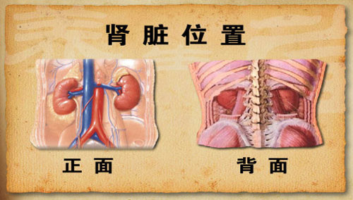 肾脏位置