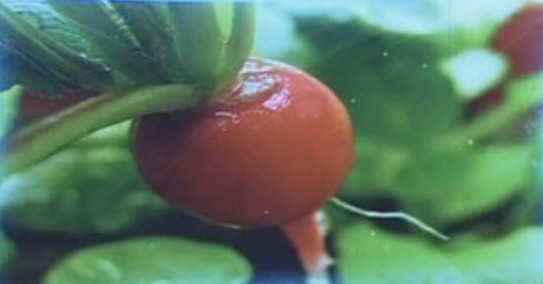 xslb CCTV10健康之路视频20140412巧吃春季时令菜2莴苣和小水萝卜 张晔