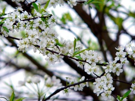 春分节气的简介由来和气候特点