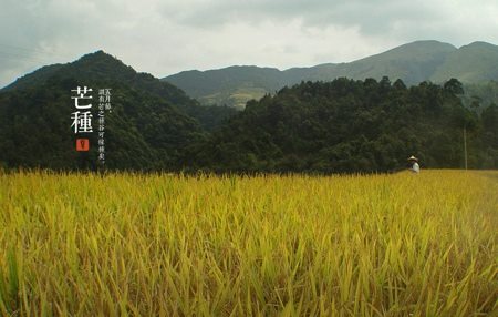 芒种的简介及由来