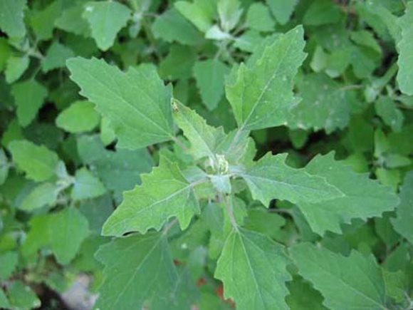 秋季养生食物 5种不可不吃的野菜