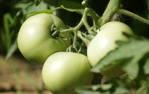 夏季生吃凉菜易中毒 菠菜生吃易致癌