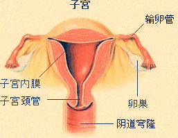 输卵管堵塞后还会有月经吗