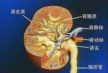 慢性肾炎是由哪些因素引起的