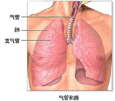 慢性支气管炎的饮食忌宜