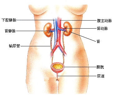 怎样辨别肝硬化的病情状况