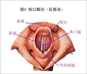 慢性咽炎怎么引起？是怎么回事？