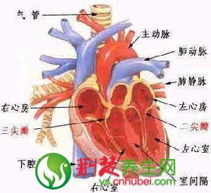 心脏早博是怎么回事？有哪些并发症？