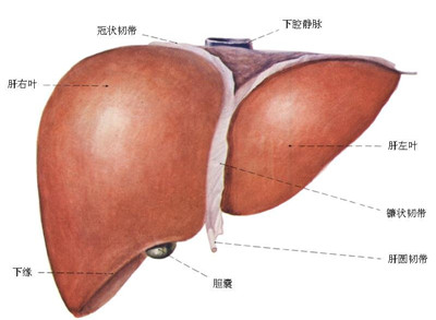 慢性乙肝的各种并发症及危害