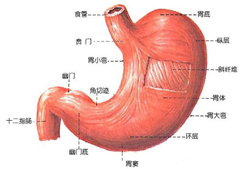 中医治疗胃溃疡