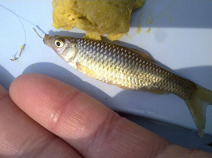 钓鲤鱼饵料秘方