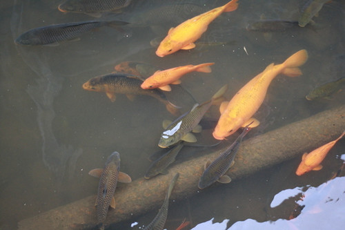 钓鲤鱼  野外垂钓鲤鱼的5种选点方法