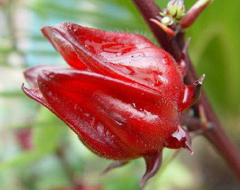 无花果会不会开花？