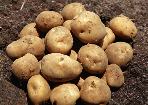 土豆带皮蒸保存营养 烹饪土豆有5个窍门(2)
