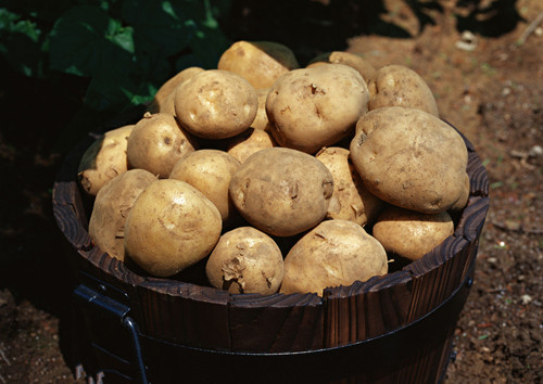 土豆的做法  土豆健康做法排行榜