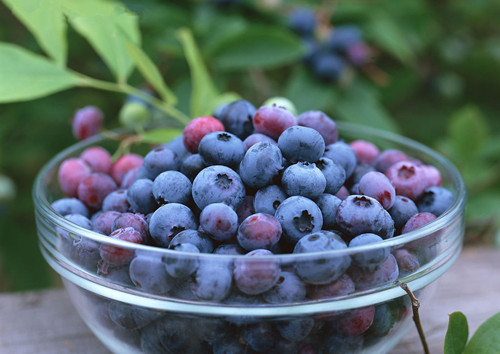 吃蓝莓的10个顶级理由：预防癌症
