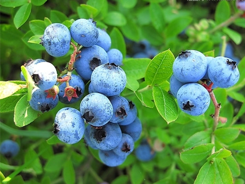 蓝莓可以改善眼睛干涩发痒 蓝莓的功效作用