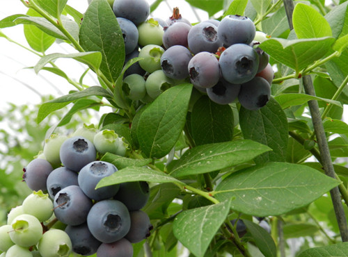 蓝莓可以改善眼睛干涩发痒 蓝莓的功效作用(3)