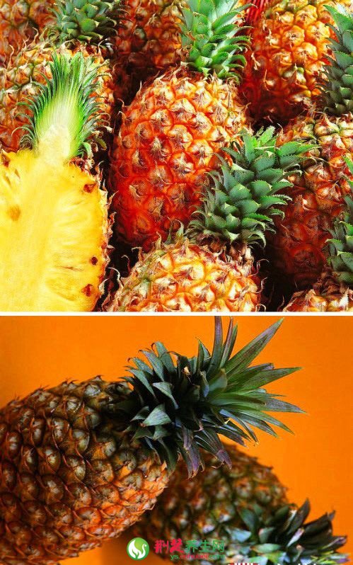 凤梨和菠萝的区别是什么?