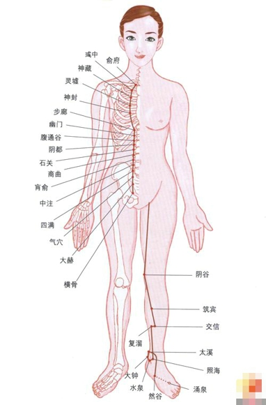 如何保养肾经 养肾补肾的最佳时间与方法