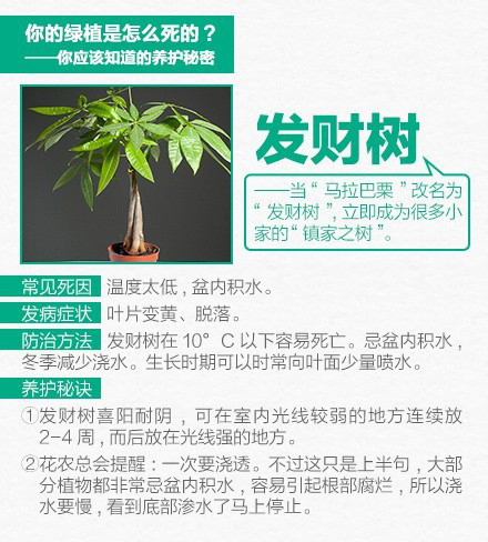 家养绿色植物 9张图教你怎么把绿色植物养好