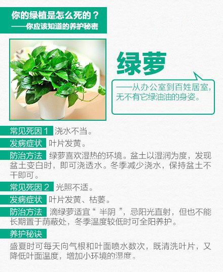 家养绿色植物 9张图教你怎么把绿色植物养好