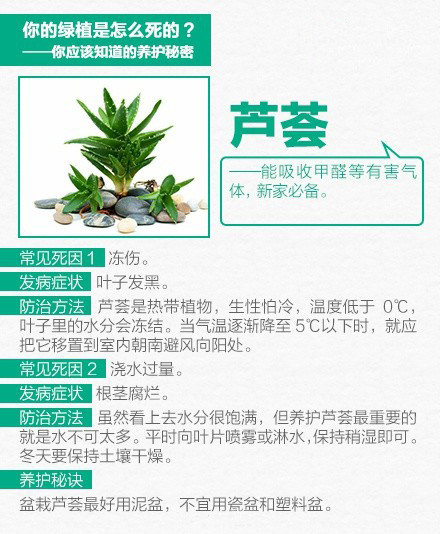 家养绿色植物 9张图教你怎么把绿色植物养好