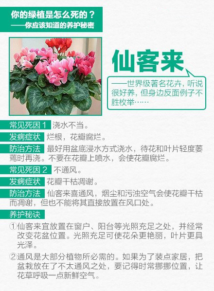 家养绿色植物 9张图教你怎么把绿色植物养好