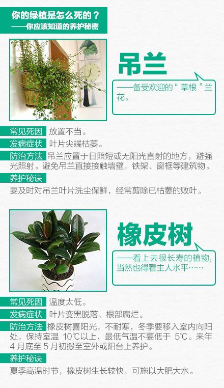 家养绿色植物 9张图教你怎么把绿色植物养好