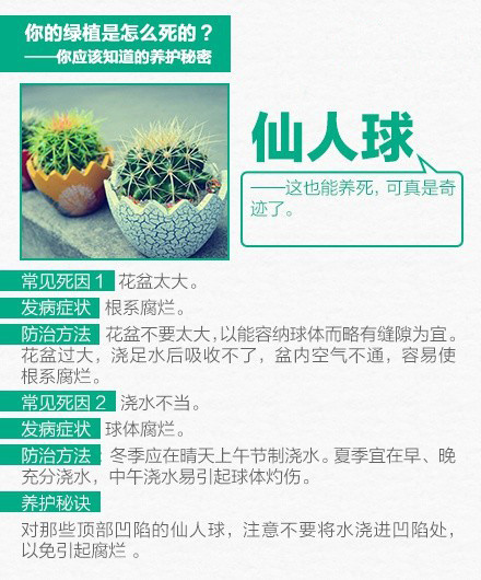 家养绿色植物 9张图教你怎么把绿色植物养好