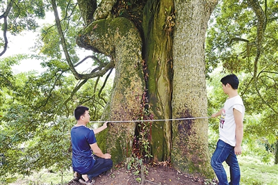 22套房换8棵楠木 村民果断拒绝