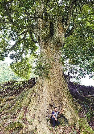 22套房换8棵楠木 村民果断拒绝