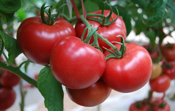 番茄的功效与作用 越红越防癌