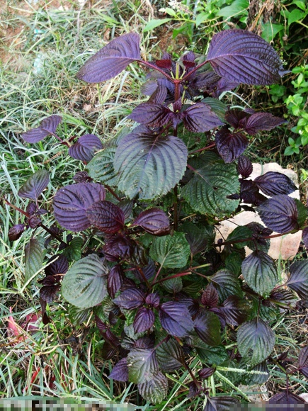 夏季吃什么菜好 多吃六种抗菌菜