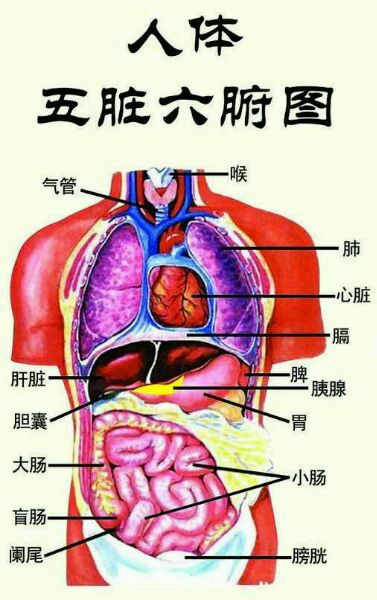 养生知识 经络与五脏的关系